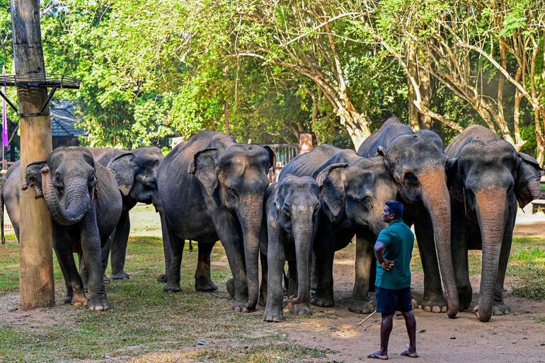 Un mahout se encuentra junto a los elefantes en el Orfanato de Elefantes de Pinnawala en Pinnawala.