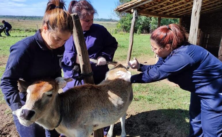 El rol del veterinario se ha extendido  hace años de la salud animal hacia la seguridad alimentaria de los humanos.