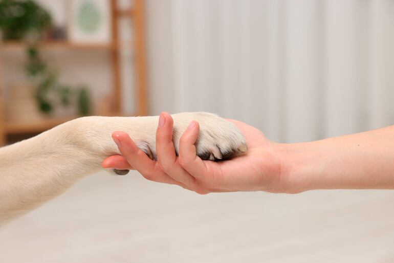 En este artículo te mostramos cuales son algunos refugios donde ofrecen rescates y mejor calidad de vida para estos peluditos, a la vez se encargan de buscarles hogar y atención veterinaria. 