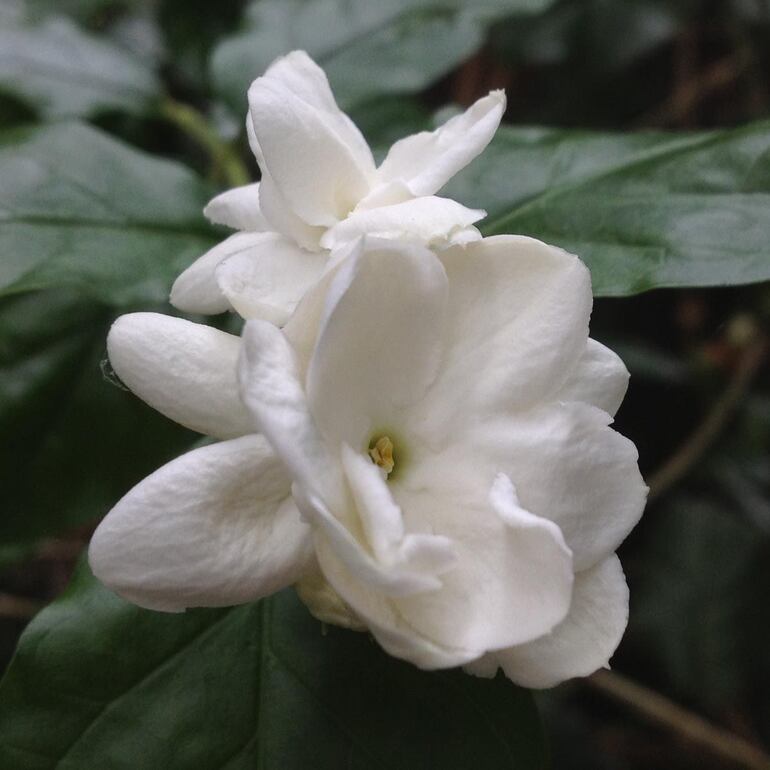 Las flores son una de las máximas expresiones de la belleza. La Naturaleza nos regala flores tan lindas que muchas veces resulta complicado decidir cuál es nuestra favorita.