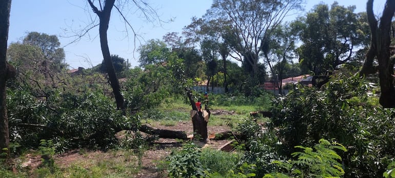 Vecinos de San Vicente denunciaron el derribo de casi la totalidad de los árboles del Bosque Urbano San Vicente por parte de obreros privados para la construcción de un supermercado mayorista.