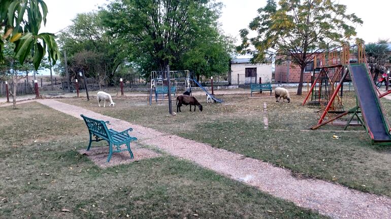 Ovejas y cabras en una plaza pública de Fuerte Olimpo. Representan un peligro para los niños.