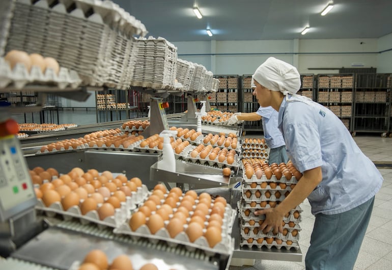 Nutrihuevos cuenta con las unidades de producción de huevos más modernas y automatizadas de Sudamérica.