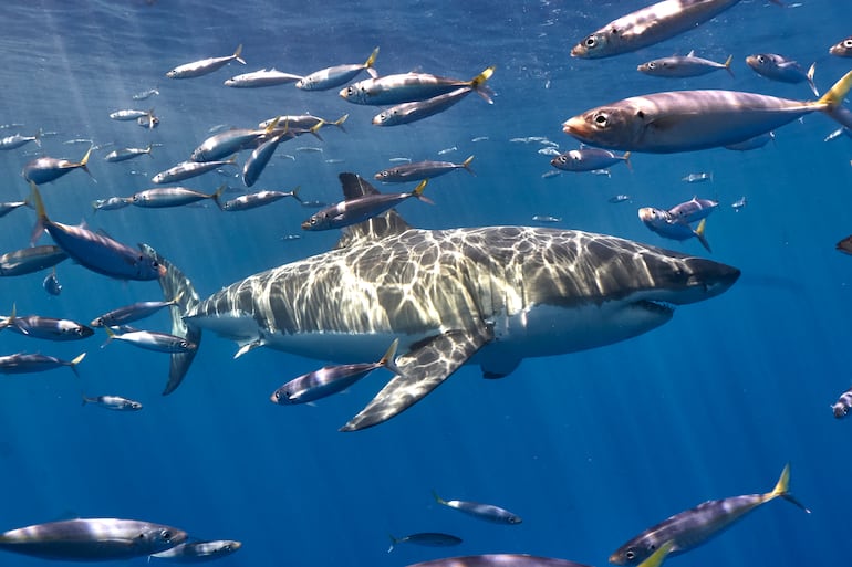 Gran tiburón blanco en Isla Guadalupe, México.