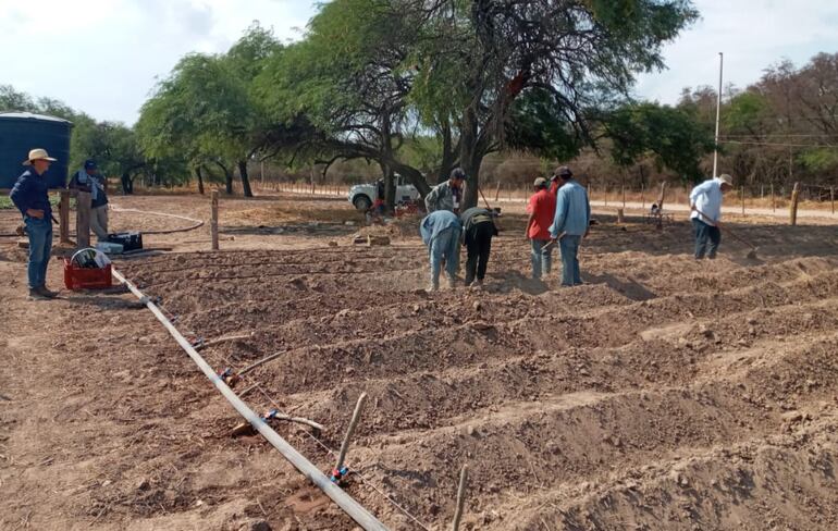 Productores indígenas del Chaco están aprendiendo a desarrollar la batata.