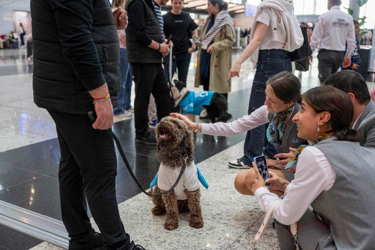 Azafatas y viajeros acarician a un perro del aeropuerto de Turquía. 