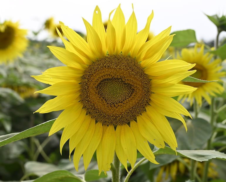 El cultivo de girasol está en plena fase de floración.