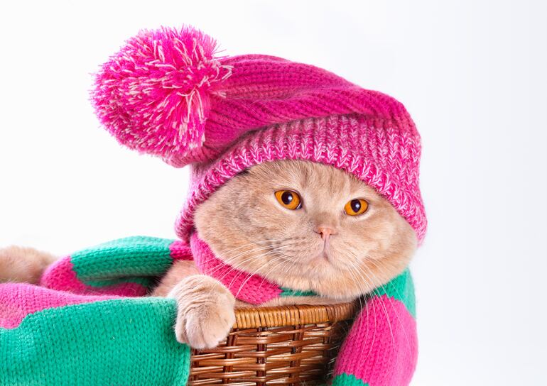 Gato en un canasto con un gorro y bufanda.