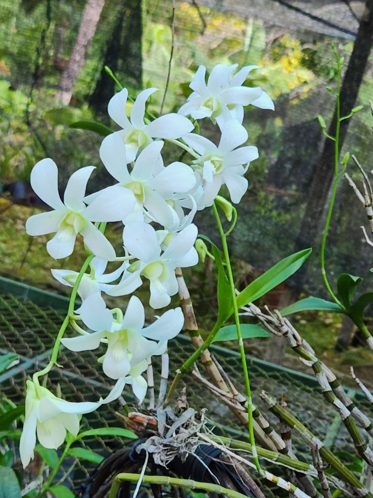 Orquídeas blancas en Areguá.