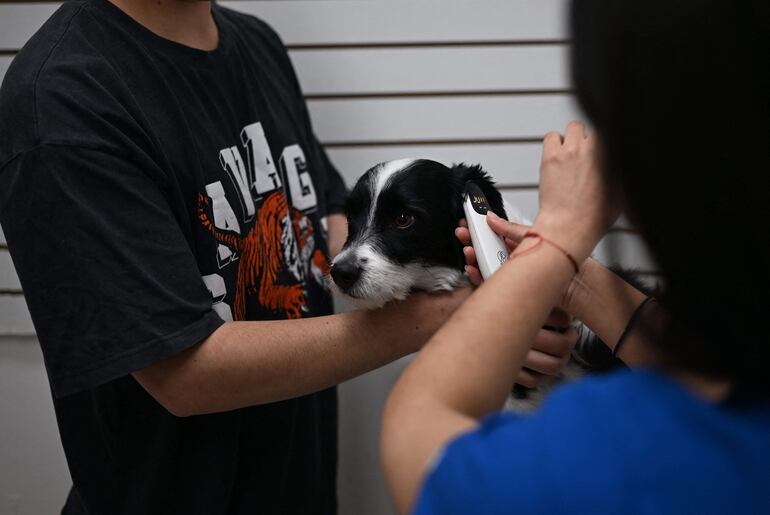 Franchesco, y su dueño Iván Gutiérrez. El perro es examinado antes de aplicarle la vacuna esterilizadora.