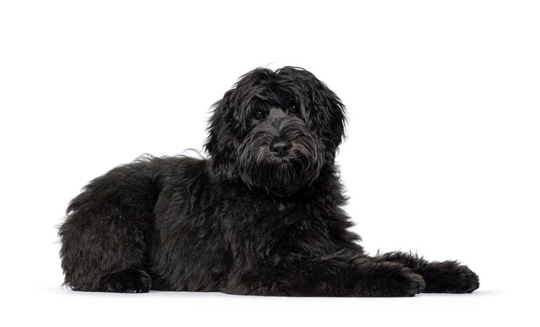 Perro Labradoodle.