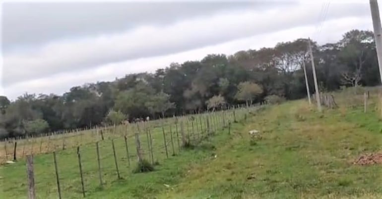 En esta zona boscosa se internaron los asaltantes que se enfrentan a tiros con la policía.