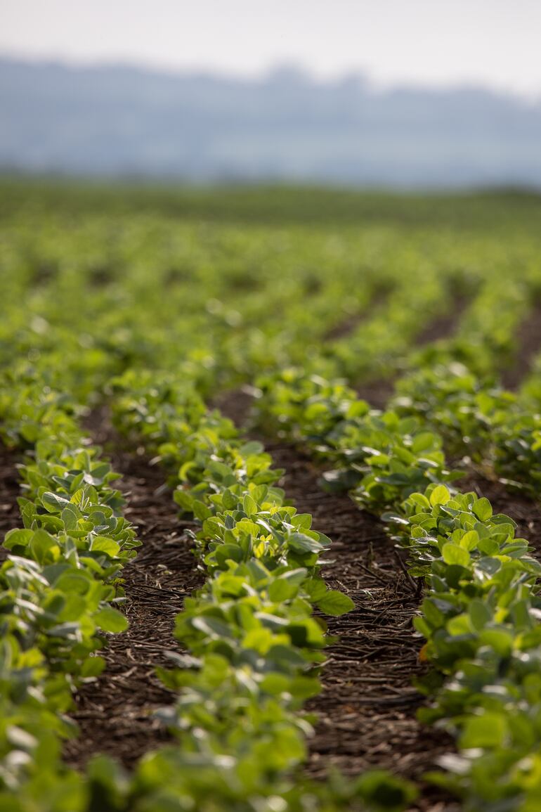 Fotos de la presentación del mapa de cultivo de soja del 2022.