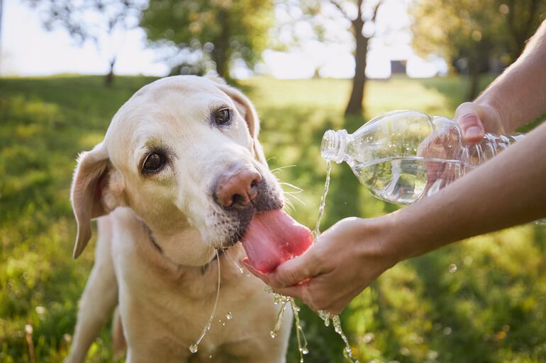 Si vas a salir a caminar con tu perro, no te olvides que él también tiene sed y necesita tomar agua.
