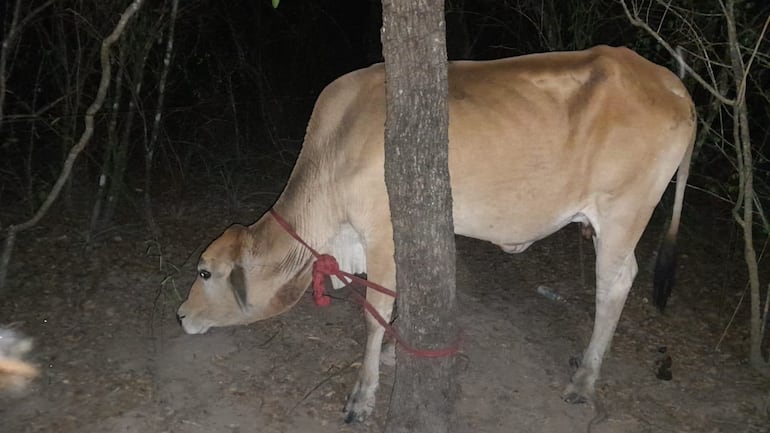 Una de las vacas tambeadas por los abigeos y recuperados de los abigeos.