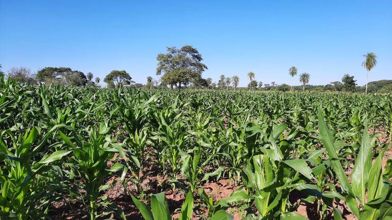 El sector más beneficiado con la lluvia registrada en la zona, es la agricultura