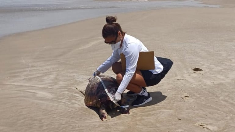 Toma de medidas a una tortuga localizada en una playa de Santa Catarina.