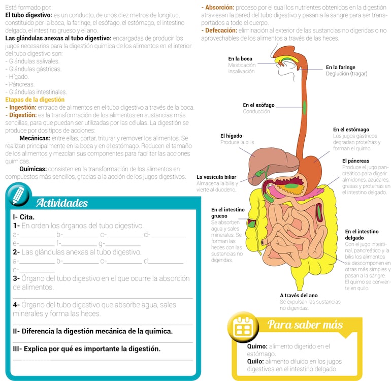 Aparato digestivo