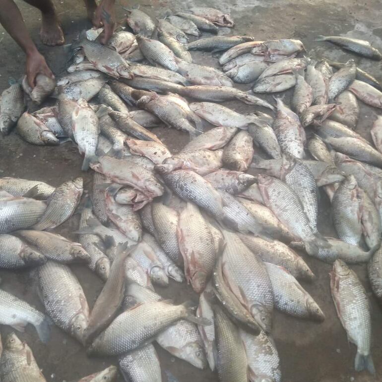 Imagen de la mortandad de peces registradas en Itapé semanas atrás.