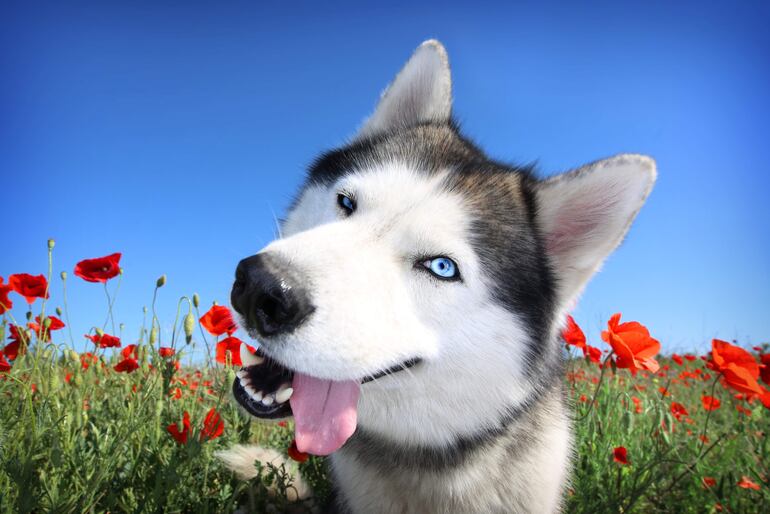 Perro de raza Husky Siberiano.