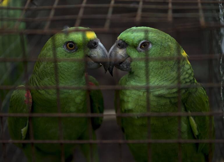 Estas aves son muy utilizadas como mascotas, a pesar de la prohibición legal, debido a que se tratan de animales silvestres.