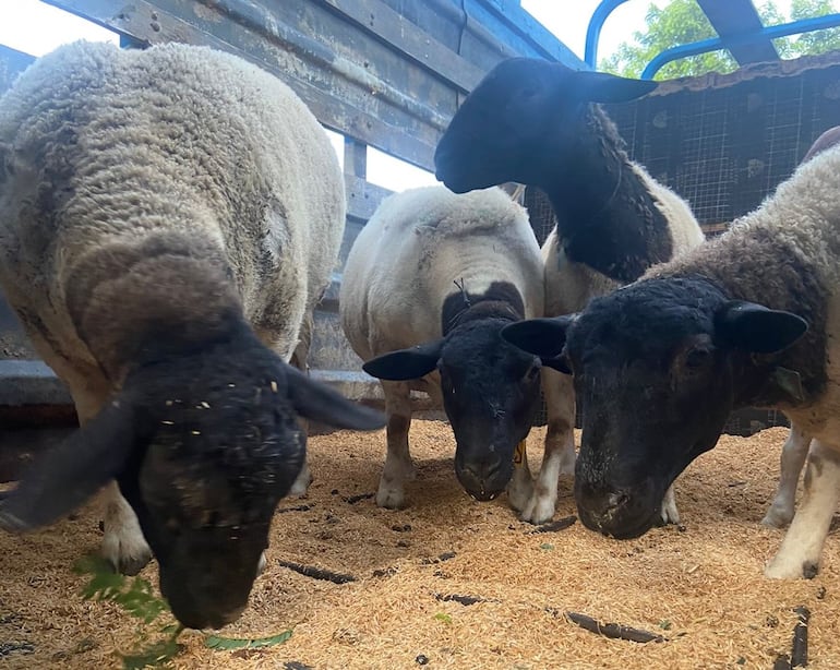 Ovejas de la raza Dorper, exportadas a Uruguay