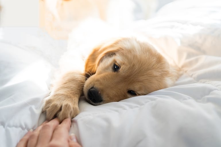 Los perros Golden Retriever son conocidos por su inteligencia, amabilidad y energía.