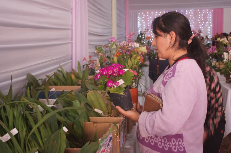 Expo Orquídeas en Nueva Alborada.