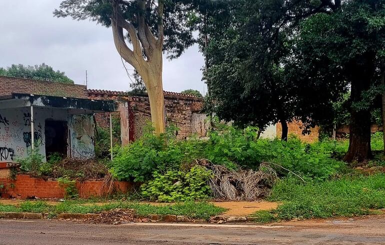 Acumulación de plantas y pastizales en un terreno.