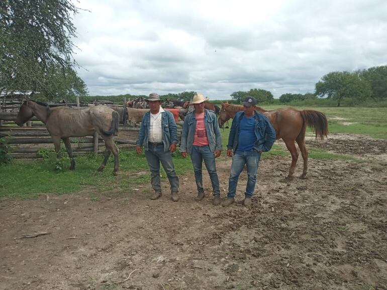 Los tres procesados deberán afrontar juicio oral y público, por el robo de 146 animales.