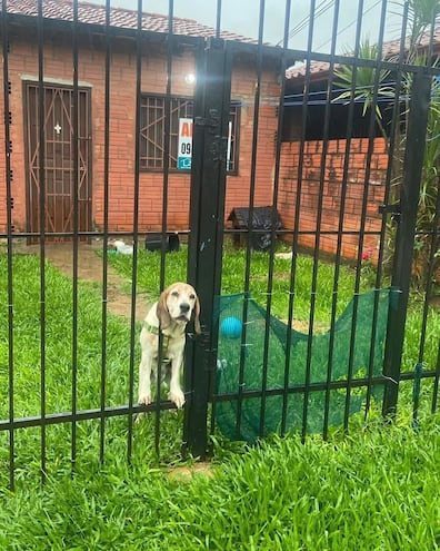 La Dirección Nacional de Defensa, Salud y Bienestar Animal logró proteger a un perro en situación de descuido en Mariano Roque Alonso.