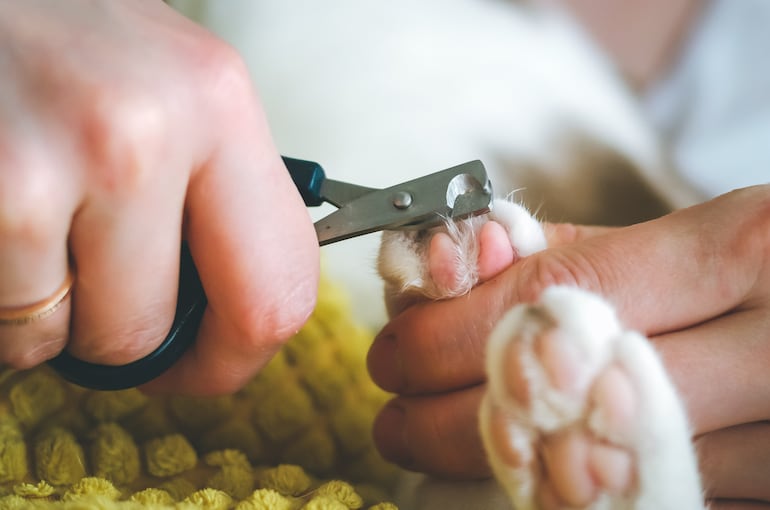 Una persona le corta las uñas a un gato.