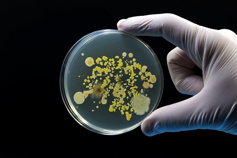 Un cultivo microbiológico de Petri con bacterias