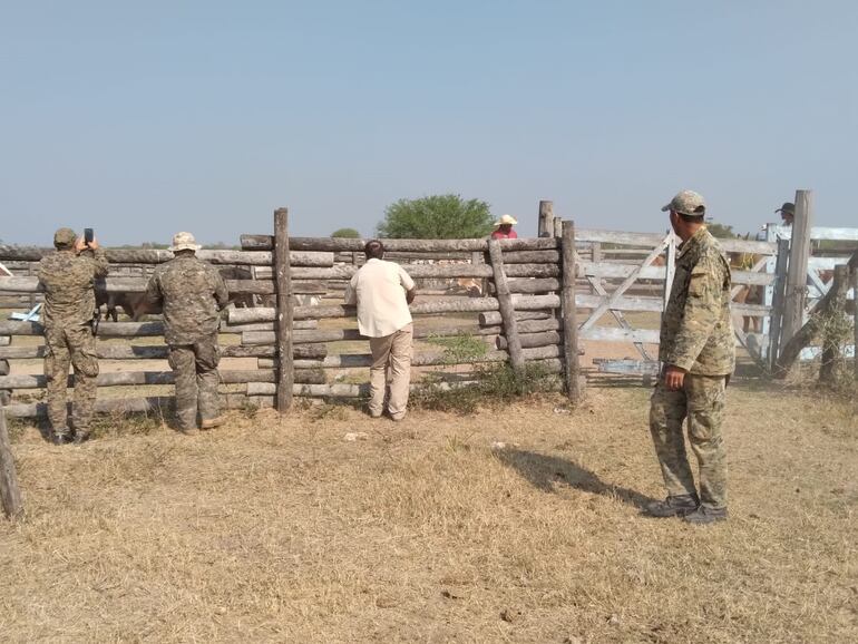 Las vacas recuperadas en la reserva indígena fueron llevadas hasta una estancia cercana, para su verificación.