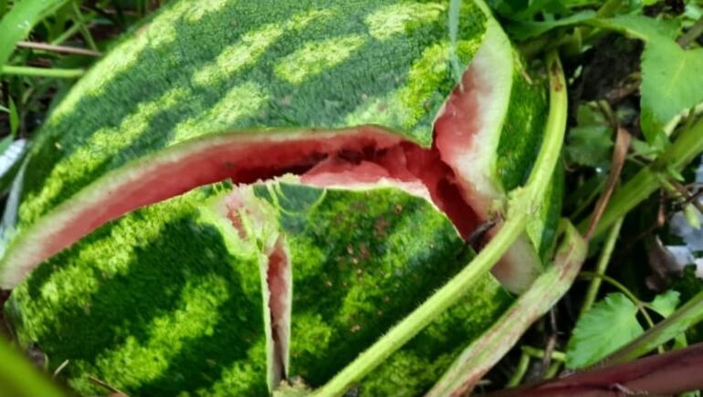 Las frutas que aún faltaban por cosechar fueron destruidas.