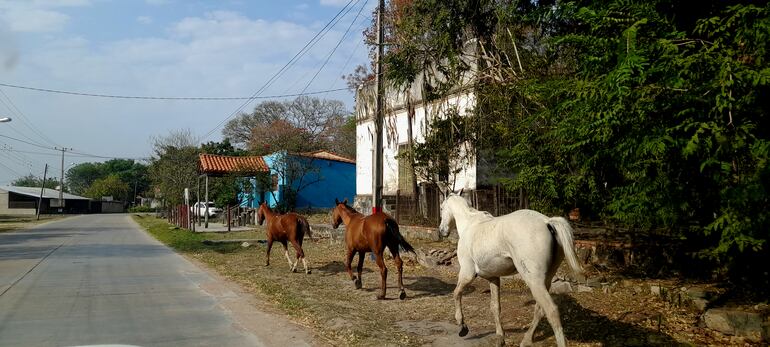 Caballos en una de las principales calles de la comunidad, exponiendo a peatones y automovilistas.