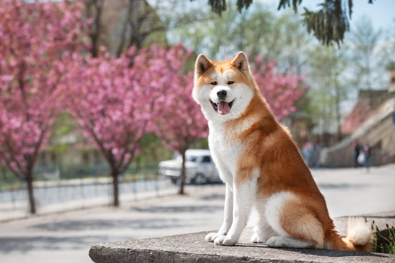 Perro de raza Akita Inu.