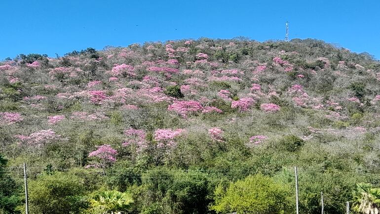 Gran cantidad de arboles de tajy rosados adornan los cerros Tres Hermanos.