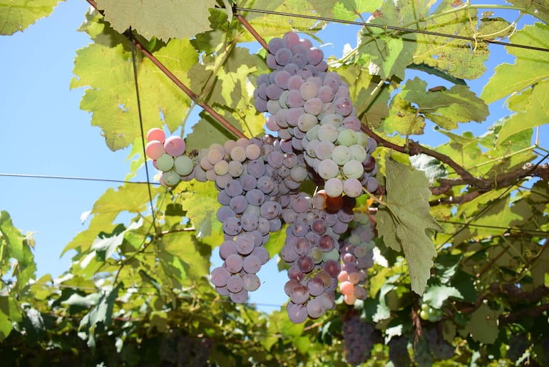 Productores se preparan para participar nuevamente este año de la Expo Frutas en La Colmena.