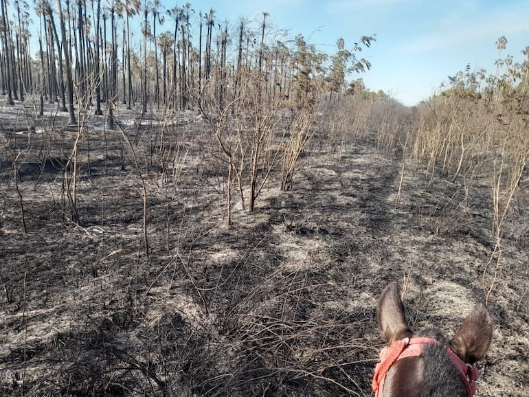 Adorno se ratifica que gasto G. 500 millones para combatir el fuego en el 2019, sin embargo los ganaderos lo desmienten.