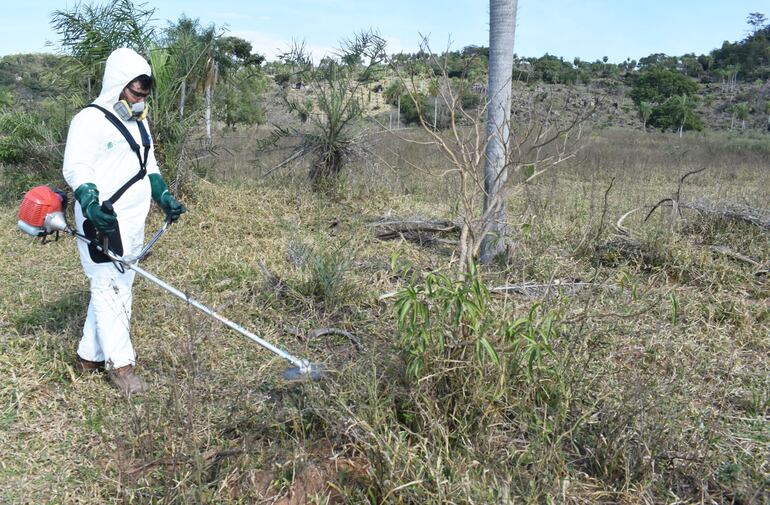 Las malezas leñosas ocupan el lugar en donde bien podían haber estado las pasturas.