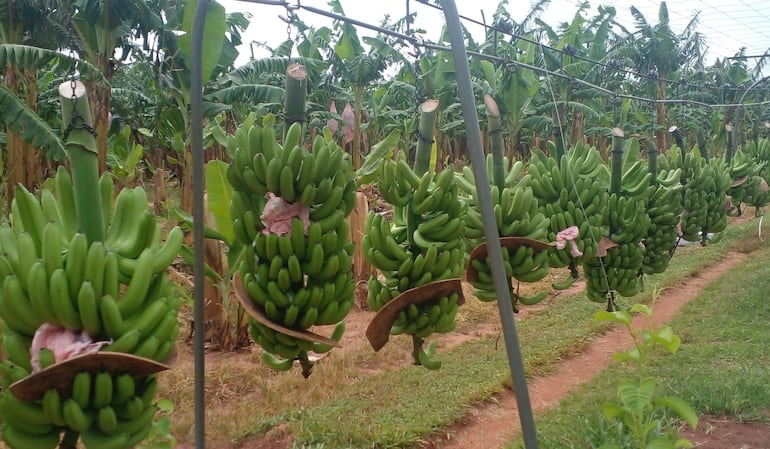 Los bananeros de Guayaybí manifestaron su preocupación por la escasez del producto