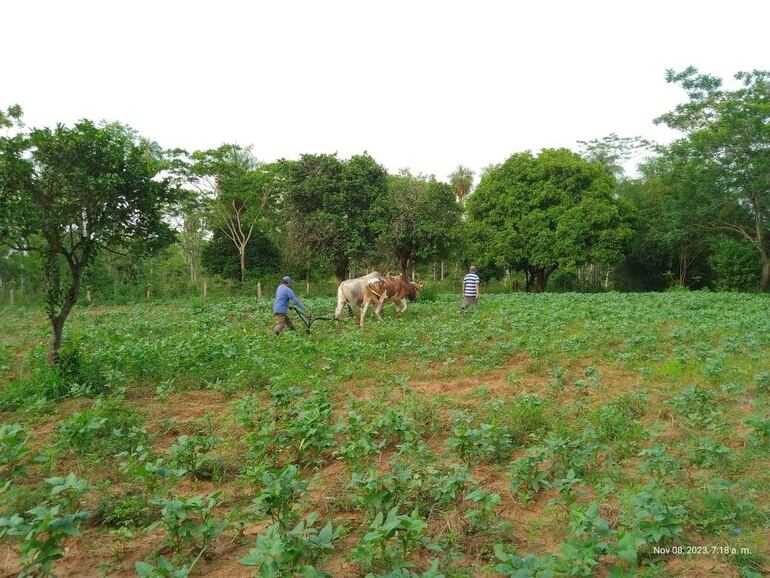 Para fin de mes, los productores esperan cosechar unos 7.000 kilos de poroto.