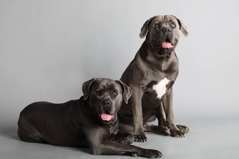 Perro de raza Cane Corso.