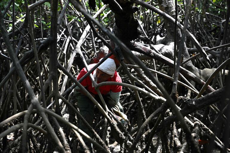 Una 'pianguera' colombiana trabaja buscando caracolas negras o Piangua, un molusco utilizado en la cocina ancestral del Pacífico, para venderlo como parte de su sustento, en un manglar en el municipio de Nuqui, Departamento de Chocó, Colombia, 