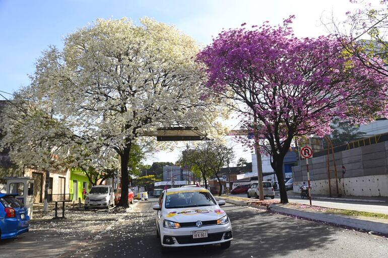 Asunción debería implementar corredores verdes, distintos pulmones como los paseos centrales de avenidas se unirían. El calentamiento de la Tierra ya hace estragos, hay que arborizar canteros, formar paredes verdes que unan el banco San Miguel, el Botánico, el Parque de la Salud, Ñu guazú de modo que no queden islas, sino que se conecten, en opinión de Mabel Causarano.