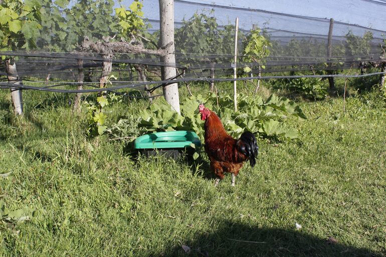 Las aves de corral ayudan a combatir los insectos.