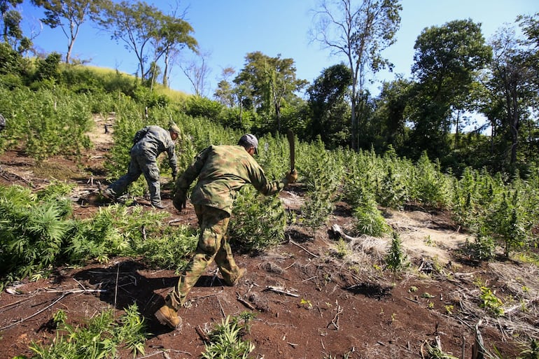 Imágenes del operativo Nueva Alianza XXXII, en el cual se eliminaron más de 836.000 kilos de marihuana en Amambay. (Archivo).