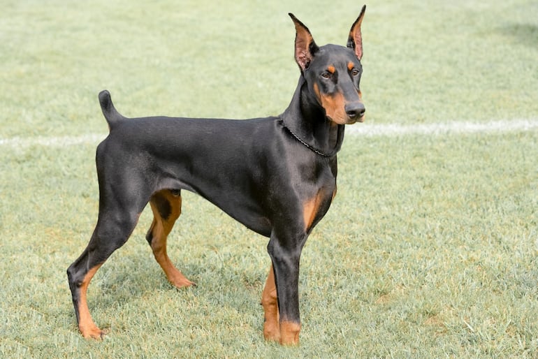 Doberman Pinscher.