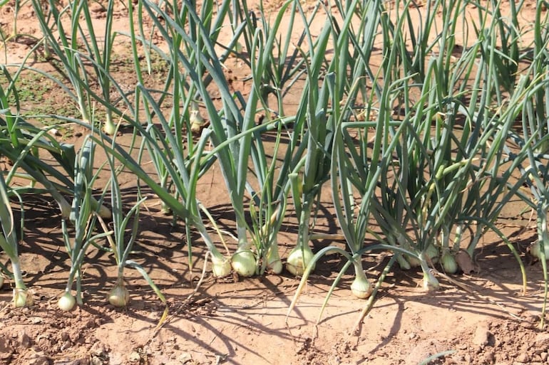 La cebolla actualmente es cultivada por varios productores quienes además de la lluvia se valen de sistemas de riegos para garantizar su cosecha.